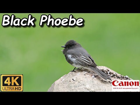 Pamuchár čierny (Sayornis nigricans) — biotop a pohyb