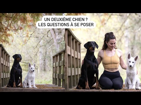 Un deuxième chien? Les questions à se poser