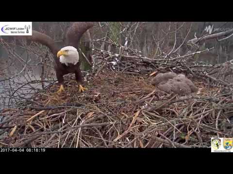 The Trio Eagles - Dad defends against a intruder - 04-04-17