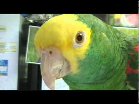 Wildlife Inc pt1.mov