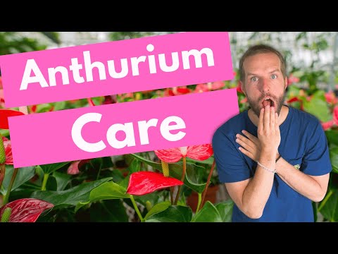 Anthurium Care 101 - Cultivating the Perfect Plant