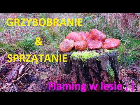 Grzybobranie 04.10.2020 grzyby i puszki