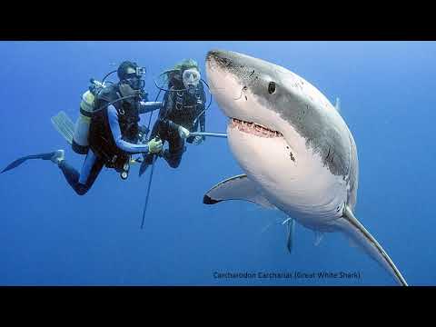 How do you say the word "Shark" around the world (in North and Central America)?