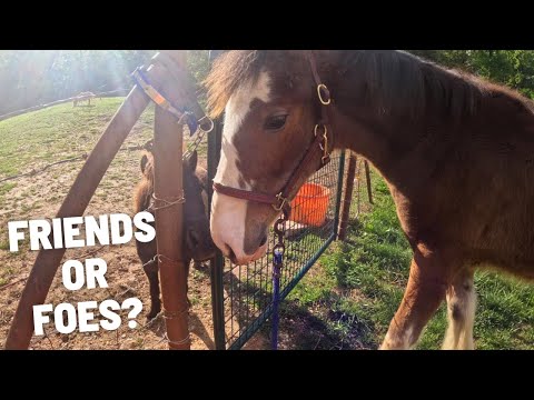 Will They Get Along??….Mini Horses REACTION To Our New Clydesdale, Nattie!