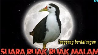 Download lagu suara burung ruak ruak malam,langsung berdatangan, di jamin ampuh mp3