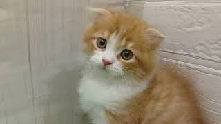 スコティッシュフォールドの動画01