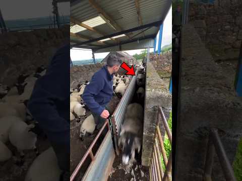 Sheep Seprate 🐑