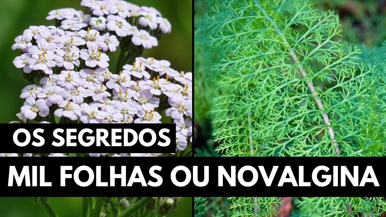 MIL FOLHAS OU NOVALGINA: A PLANTA QUE COMBATE FEBRE, FERIDAS NA PELE E PRESSÃO ALTA #006
