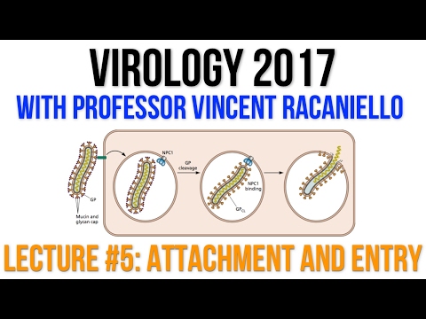 Virology Lectures 2017 #5: Attachment and Entry
