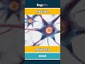 neuron - neurona video thumbnail