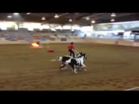 Tommie Turvey Jumps His Horses Over a Fire Wall - William Shatner Charity Horse Show