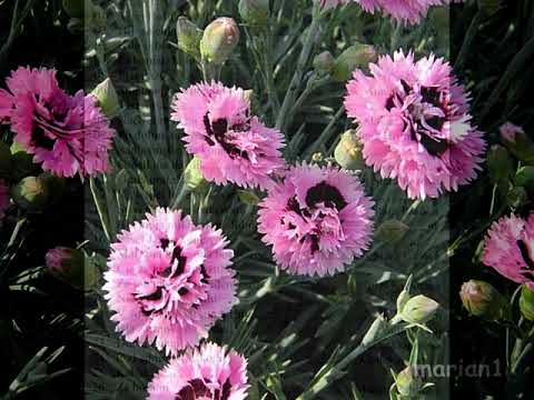 Kysáč - Slovenské ľudové piesne  CD - 64  ...  2025