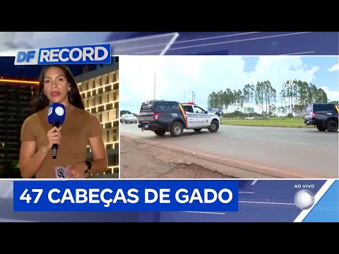 Suspeitos de furtar 47 gados são presos após ação das polícias do DF e GO DF Record