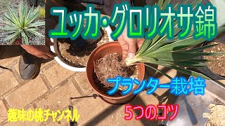 [Yucca gloriosa Nishiki] 5 tips for growing in a planter 25/9/16