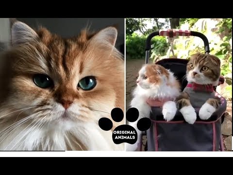 Original Animals #20. CUTE AND FUNNY ANIMALS VIDEO/ МИЛЫЕ И СМЕШНЫЕ ЖИВОТНЫЕ.