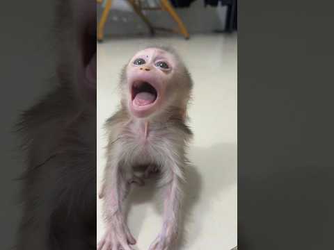 How behavior of baby monkey Angry #shortsvideo #love #monkeys #shrots #cute #youtubeshorts