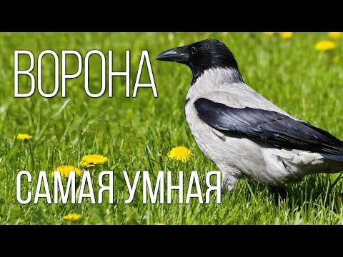 Ворона: Главная пернатая бандитка | Интересные факты про ворон