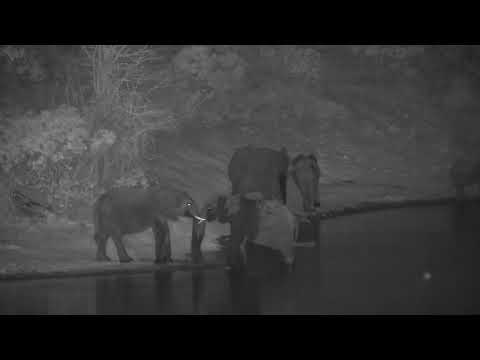 Djuma: Small group of Elephants drink at dam, as Grey Heron watches them - 18:25 - 10/06/2023