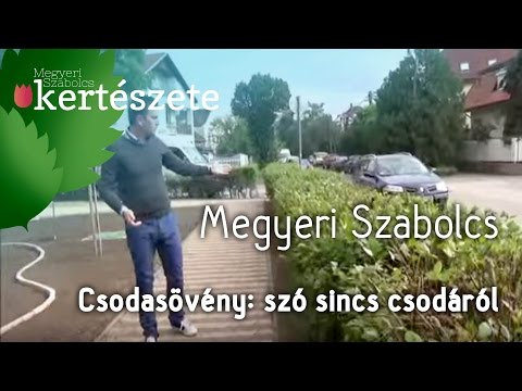 Ulmus - Szilfa: "Csodasövény" de szó sincs csodáról