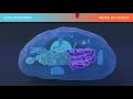 Carbon Oxidation