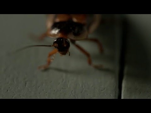 Outcast Season 1 Tease: Cockroach (Cinemax)
