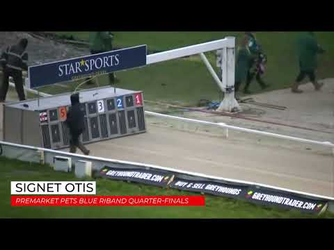 Signet Otis - PREMARKET PETS BLUE RIBAND   QUARTER FINAL