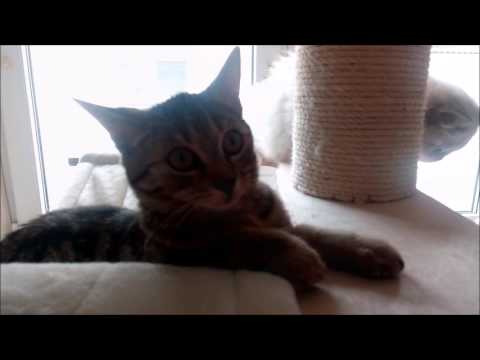 Gigaset GS160 - Videotest