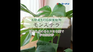 モンステラを育てよう【観葉植物】