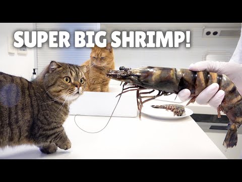 My Cats Went Crazy for Black Tiger Shrimp! | Kittisaurus
