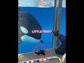Orca Mistakes🐬Teddy for Baby:Her Sweet Reaction Melts Hearts❤️‍🩹 #shorts