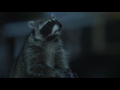 Funny Raccoon Geico Commercial C Mon Try It