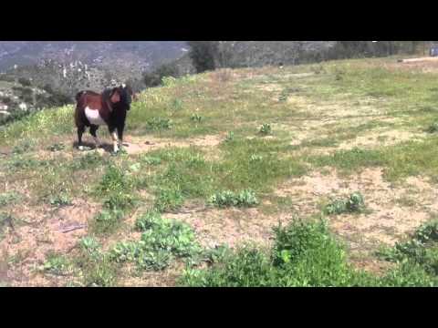 Steve Angello vs. Dr. Dre - Knas Episode (Laidback Luke & Junior Sanchez Mashup) Me vs Da Goat