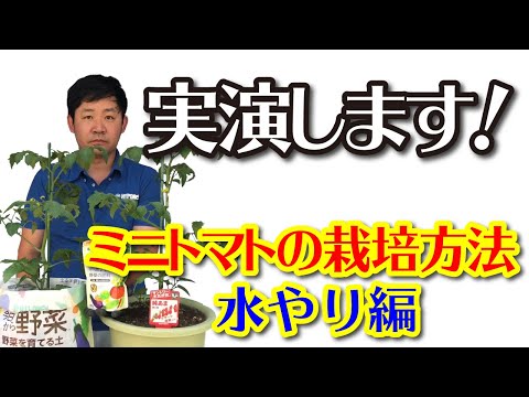 , title : '02:🍅ミニトマトの栽培方法　‐水やり編‐　💧ハイポネックス研究員が実演！'