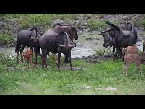 Djuma: Wildebeests with new calves - 11:15 - 12/28/19