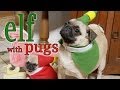 Elf Movie Pug Puppy Version
