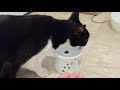 Tuxedo Cat Eating Thanksgiving Leftover Bits