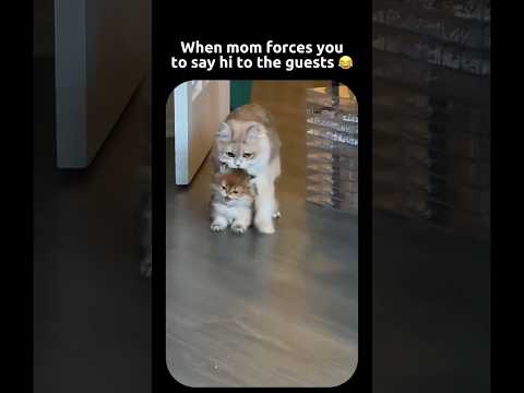 Happens To The Best of Us 😂 #funny #hopecore #hopelesscore #cat