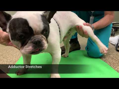 Standing post-op rehab exercises (physical therapy)