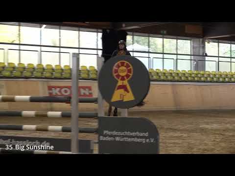 KN 35 Big Sunshine *2018 Stute v. Big Star - Landprinz