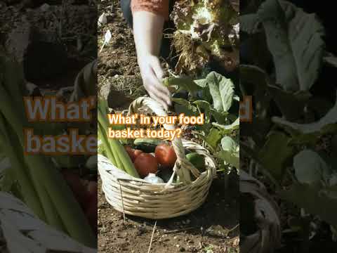 Transplanting vegetables kitchengarden gardening kitchengarden vegetablefarming farmingtips