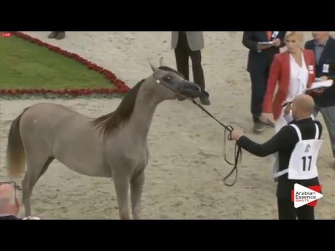 N.17 BASMAH ALBIDAYER - Sharjah 2016 - Yearling Fillies (Class 1B)