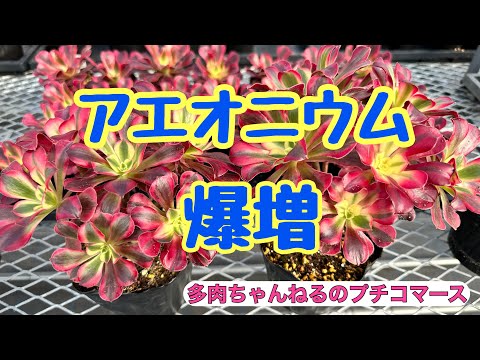 園芸 タブリフォームアエオニウム