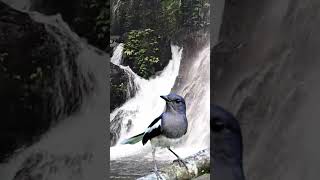 Download lagu Suara kacer betina memanggil jantan cocok buat ngecas#kacergacor mp3 Download lagu Suara kacer betina memanggil jantan cocok buat ngecas#kacergacor mp3