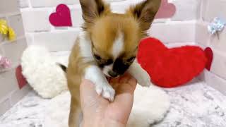 チワワ（ロング）の動画01