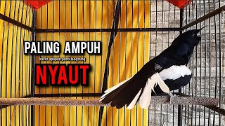 Download lagu kacer gacor NGEPLONG tarung ini paling ampuh buat PANCINGAN KACER agar EMOSI mp3 Download lagu kacer gacor NGEPLONG tarung ini paling ampuh buat PANCINGAN KACER agar EMOSI mp3