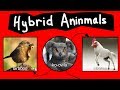 Internet Names for Bizarre Hybrid Aninmals
