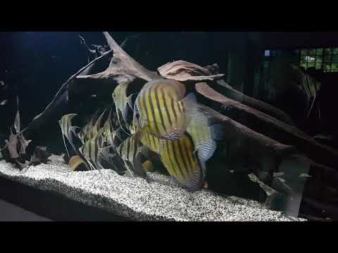 Altum and wild discus collection
