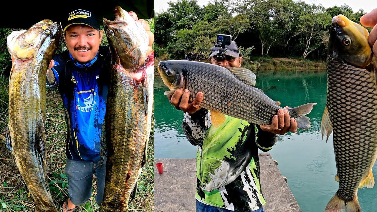 Pescaria de Trairão e Piauçu Gigante, dia Perfeito para pescar!