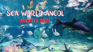 Download lagu Mengunjungi Sea World Ancol Jakarta | Januari 2021 mp3 Download lagu Mengunjungi Sea World Ancol Jakarta | Januari 2021 mp3