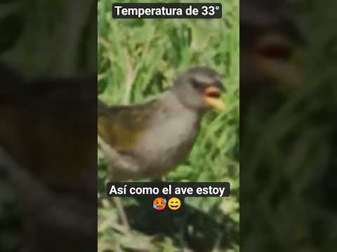 Temperatura 33° en General Belgrano -buenos Aires-argentina.De pesca